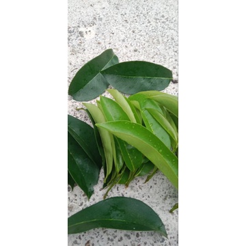 

Daun sirsak herbal /100 lembar