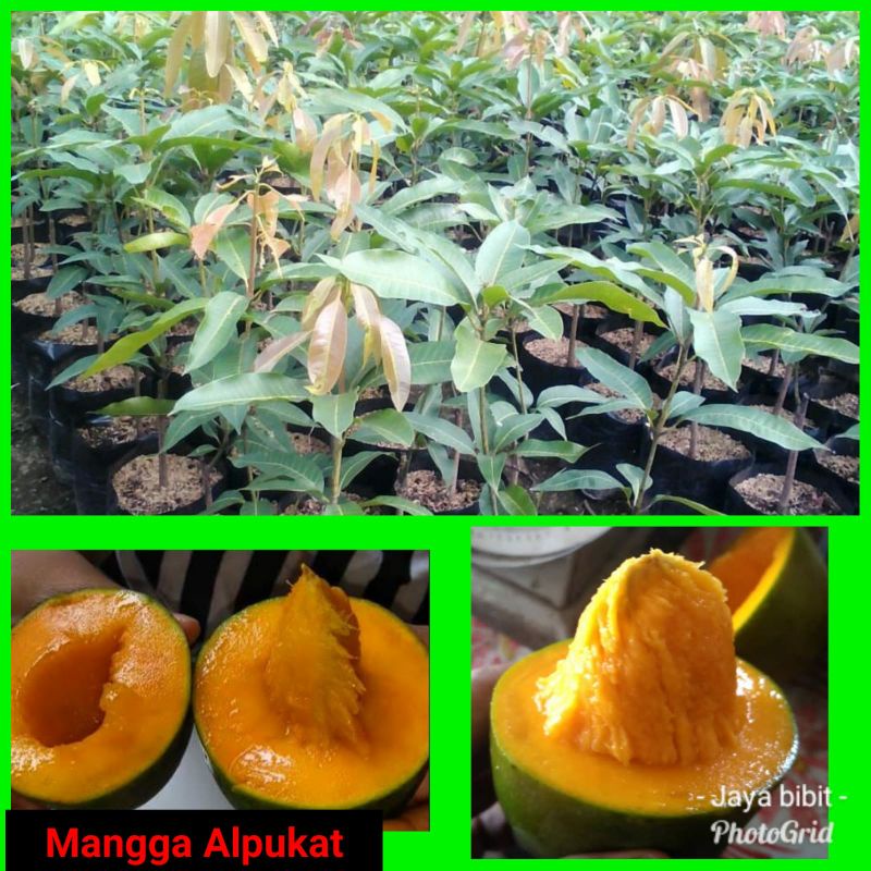 Mangga Alpukat/harumanis alpukat