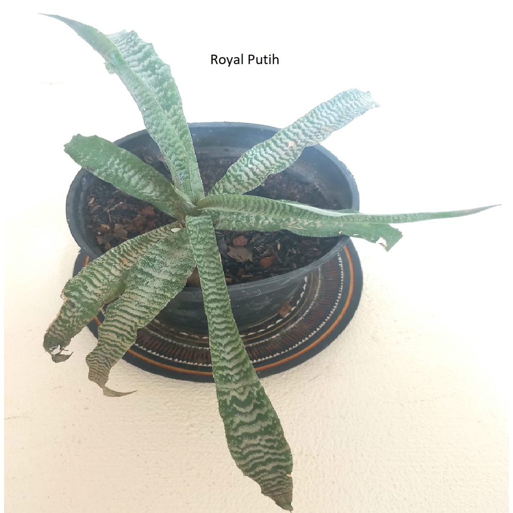 TANAMAN HIAS BROMELIA CRYPTANTUS / BROMELIA TOKEK / BROMELIA HIJAU