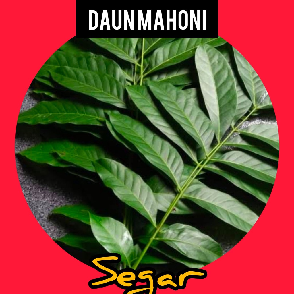 

Daun Mahoni Segar 1 Kg