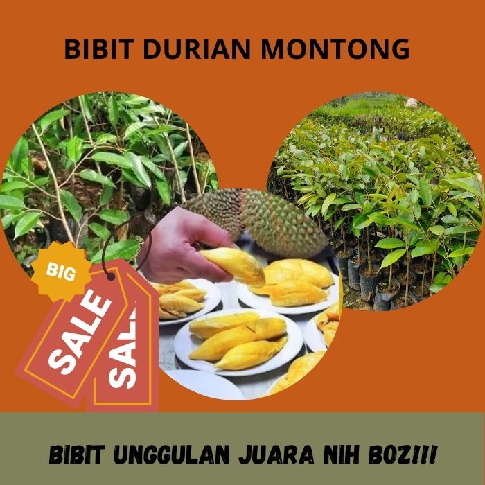 Bibit Durian Montong, Bibit Durian Montong Super Hasil Okulasi Cepat Berbuah