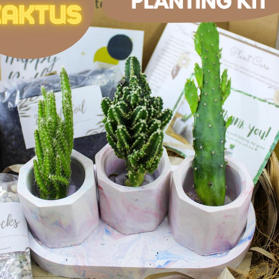➫ DIY Planting Kit Sukulen Kaktus Menanam sukulen di pot Hadiah Hampers Souvenir ▼