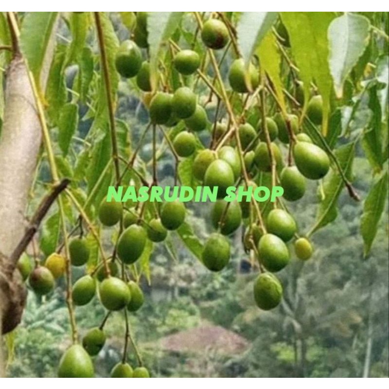 

[Fresh] BUAH MINDI SEGAR / BUAH MIMBA / BISA UNTUK BIBIT MIMBA / BIBIT MINDI