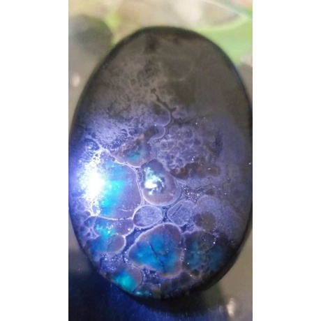 Natural Bacan Doko Majiko Serat Kura super jumbo ( asli ternate)