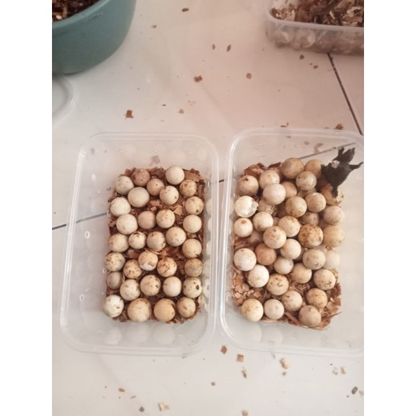 promo telur bulus perbutir