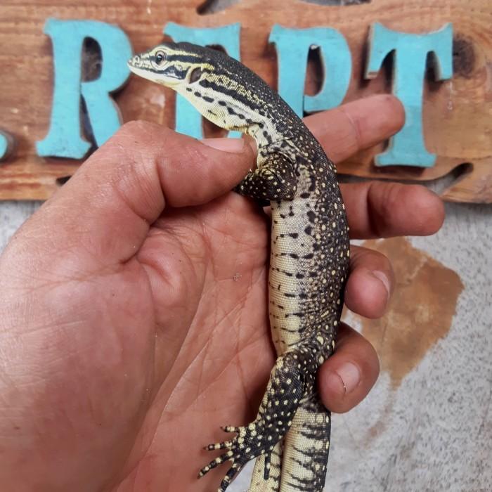 Varanus Argus