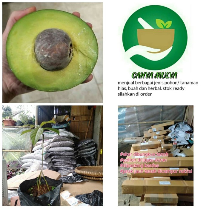 BIBIT POHON BUAH ALPUKAT MIKI MENTEGA KAKI 3 CEPAT BERBUAH