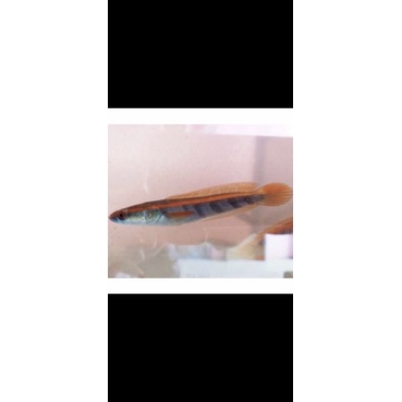 Chana Red barito baby