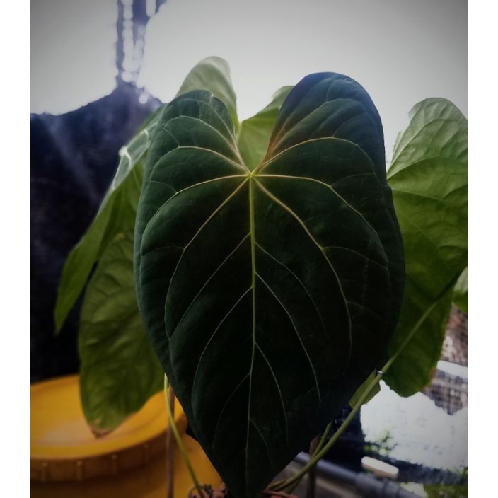 Anthurium Hybrid