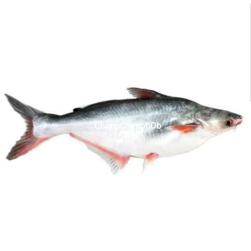 

IKAN PATIN SEGAR 1 KG