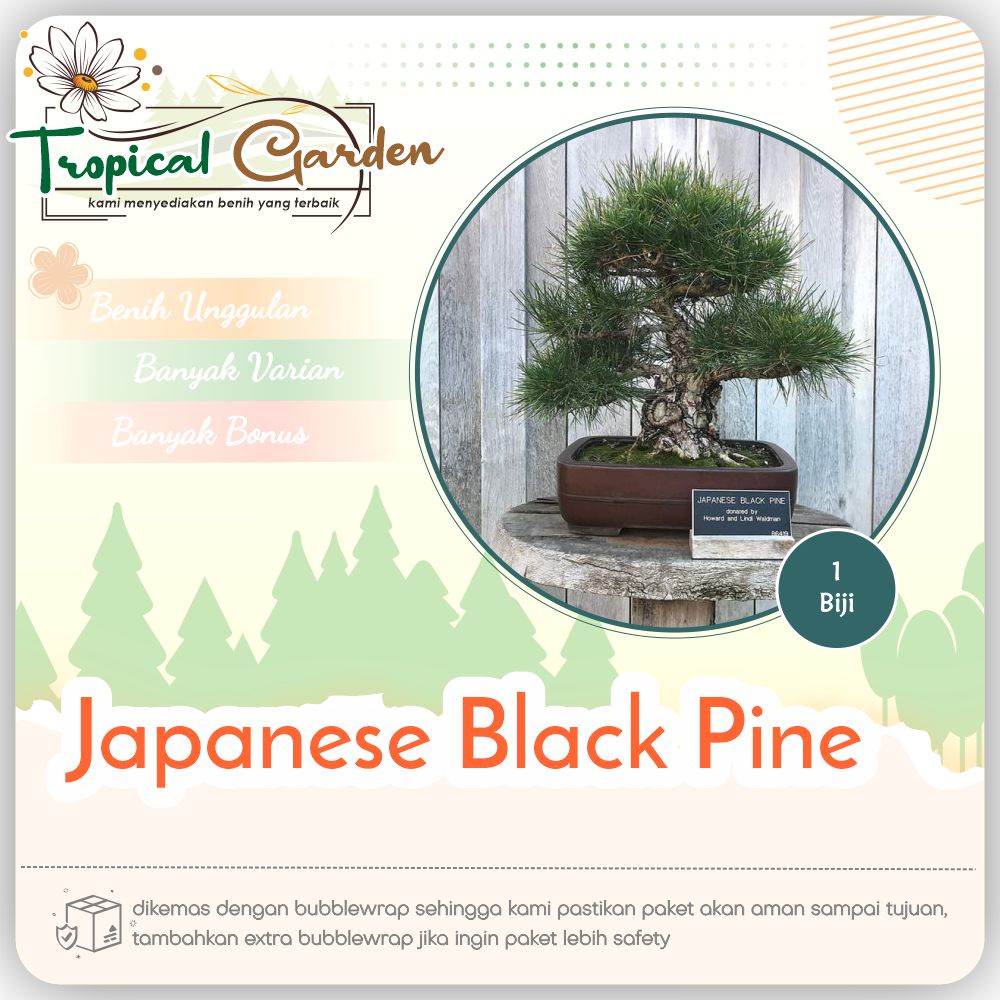 ✿ Tropical Garden ✿  Benih Biji Pohon Japanese Black Pine COD ✅