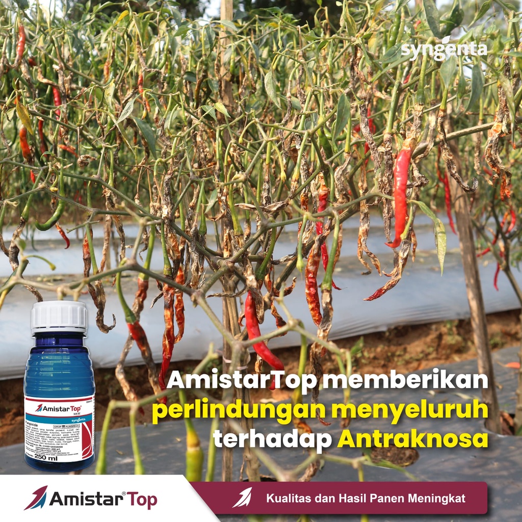 Fungisida Zpt Amistartop 325 SC 100 Ml Basmi Jamur