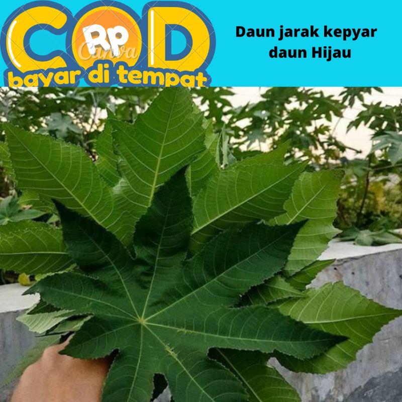 

Daun jarak kepyar/Kaliki daun hijau perlembar