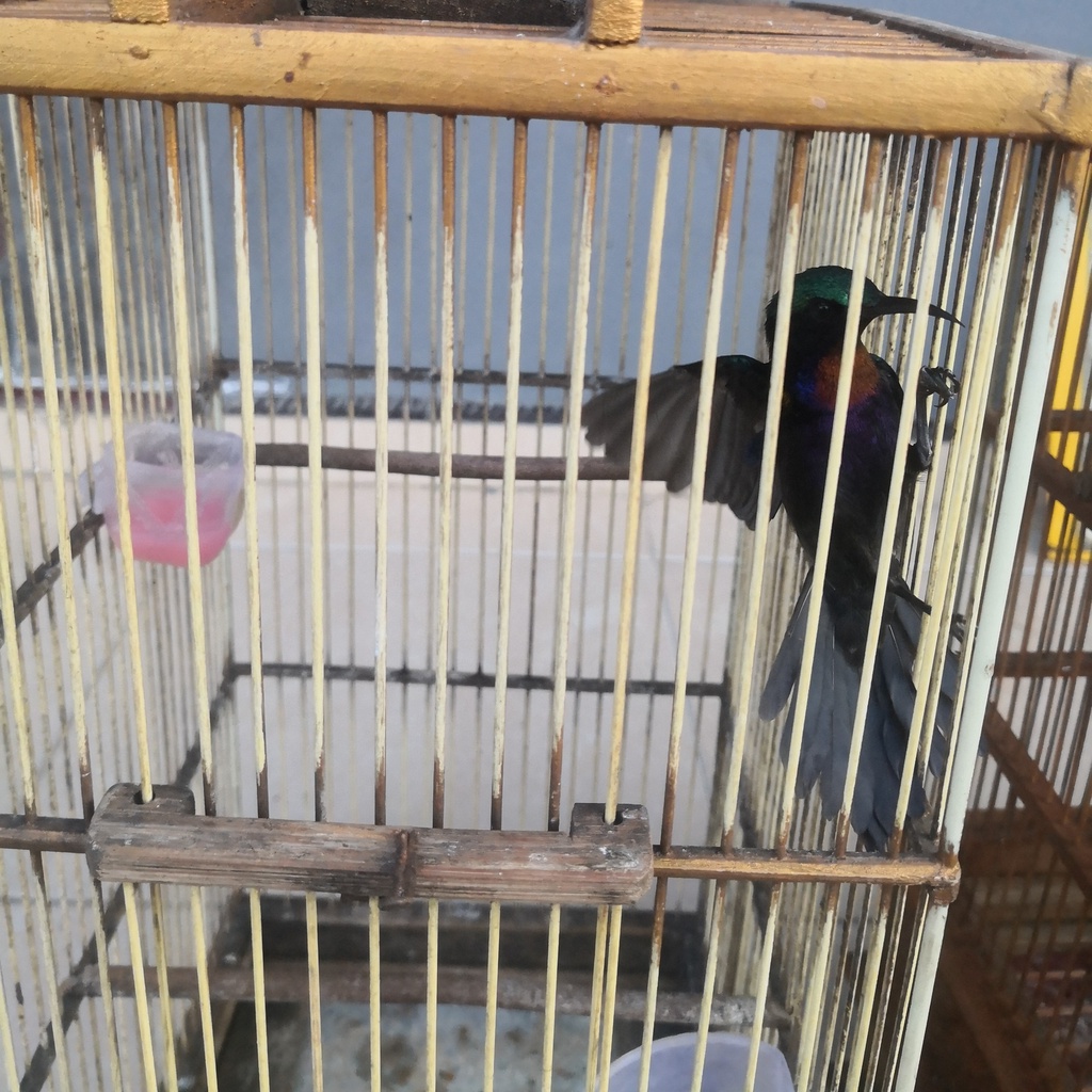 Burung King Konin Jantan metalic