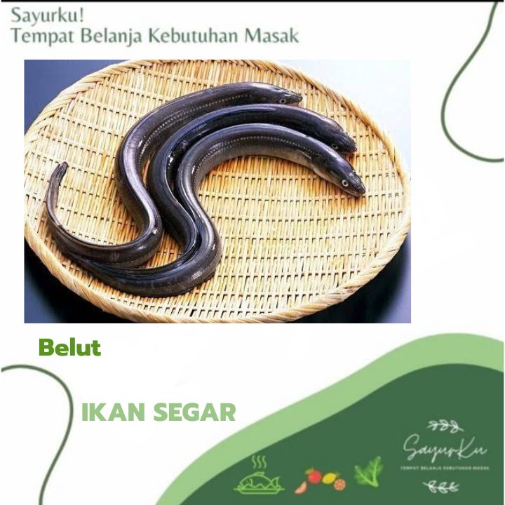 

ikan belut fresh