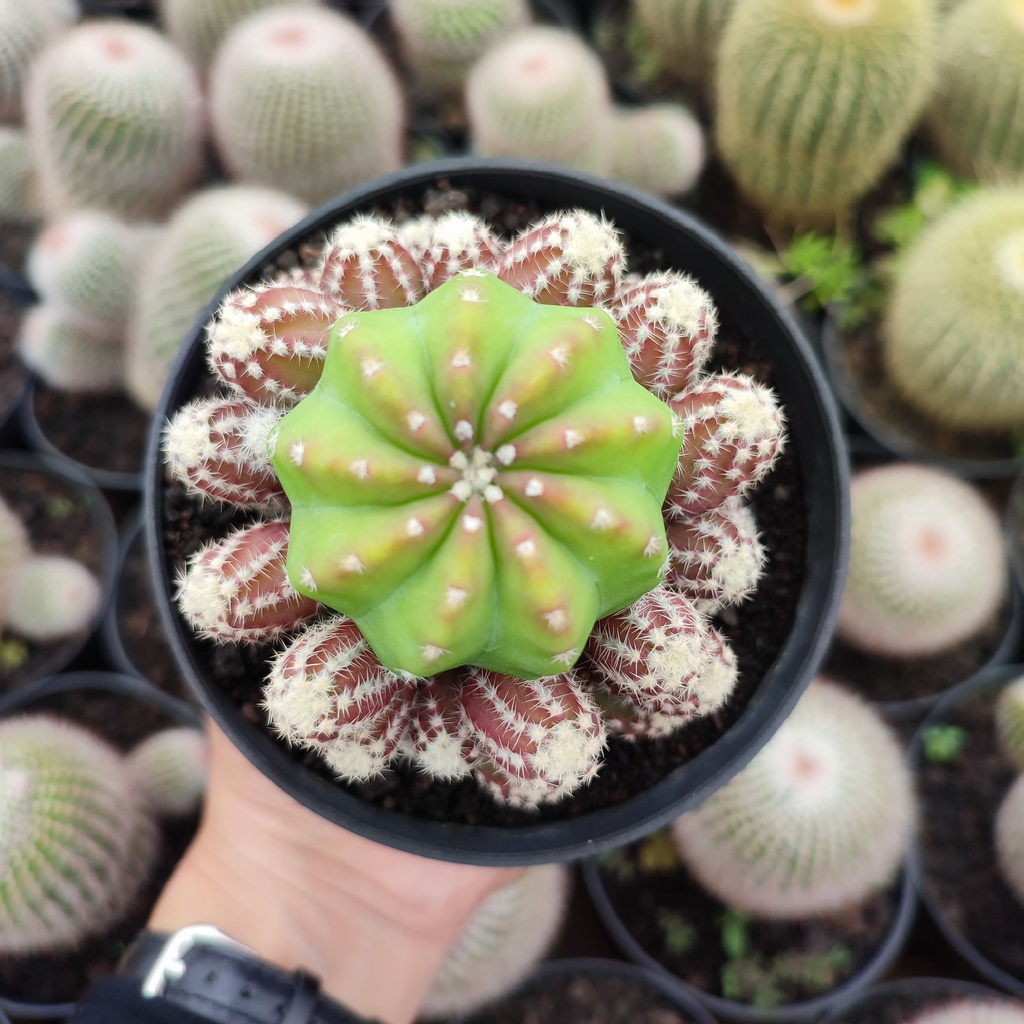 Echinopsis Inermis | D 10 Cm | Kaktus