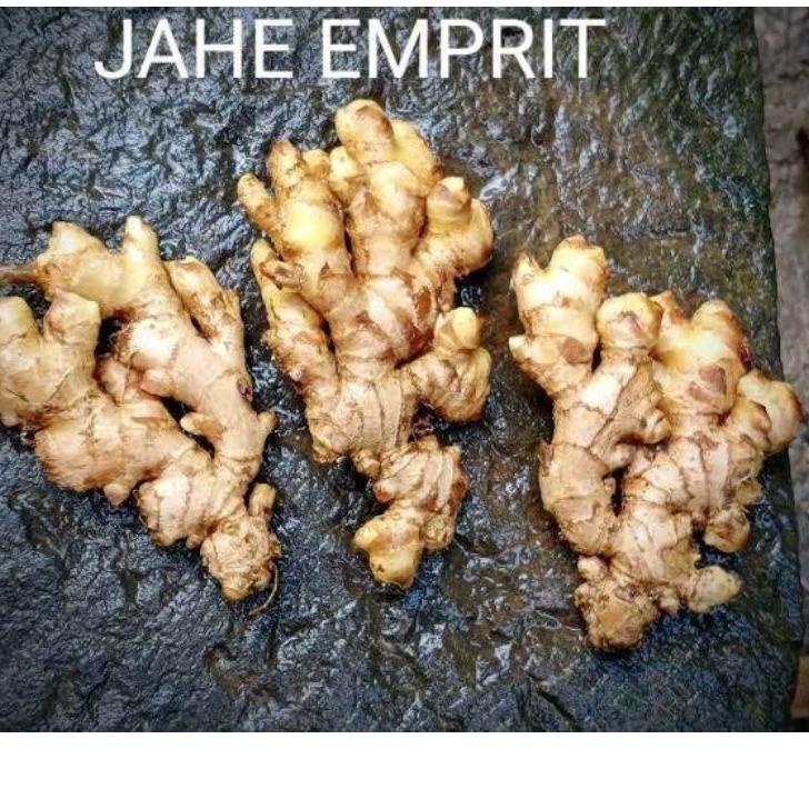 

✦ JAHE EMPRIT SEGAR SUDAH DICUCI BERSIH BERAT 1 KG ✧