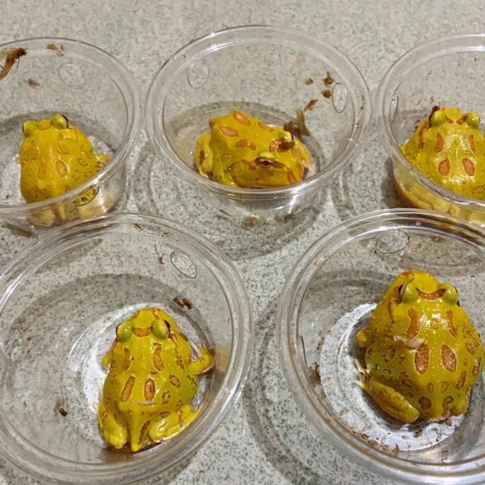 pacman frog albino kodok bukan katak dumpy frog