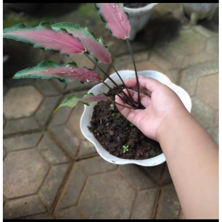 TERBAIK TANAMAN HIAS KELADI KERIS/KELADI WAYANG