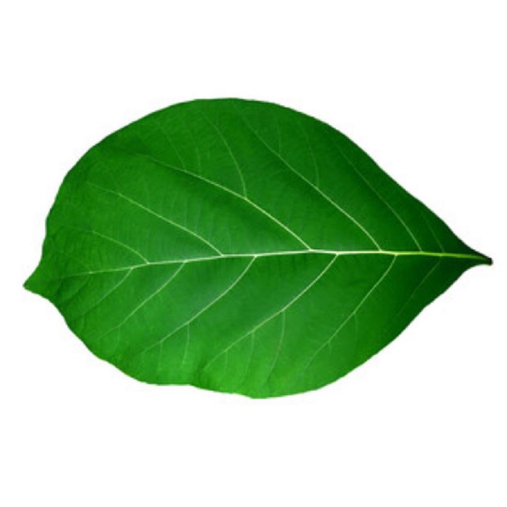 

Readystock Herbal Daun jati segar 1kg