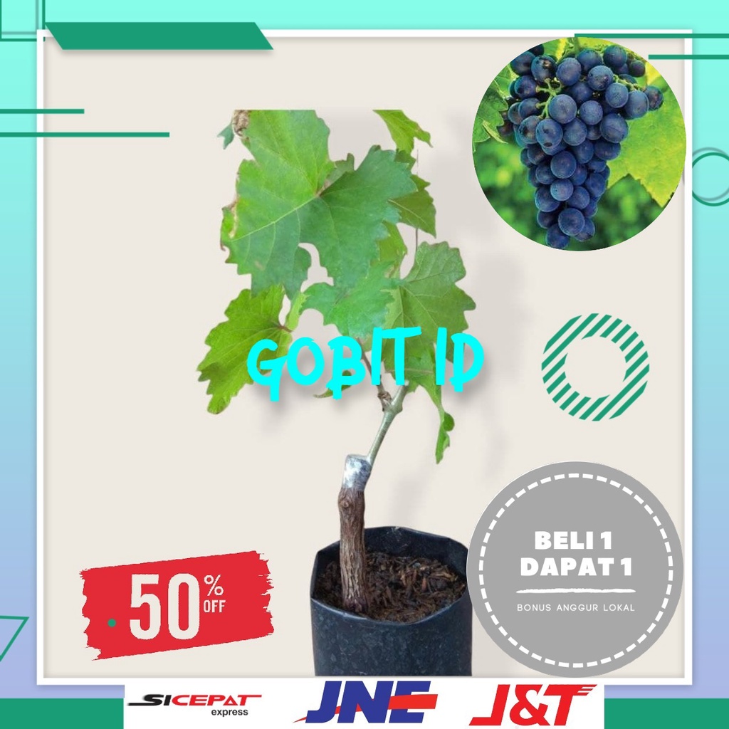 bibit buah tanaman anggur import berkualitas Caroline
