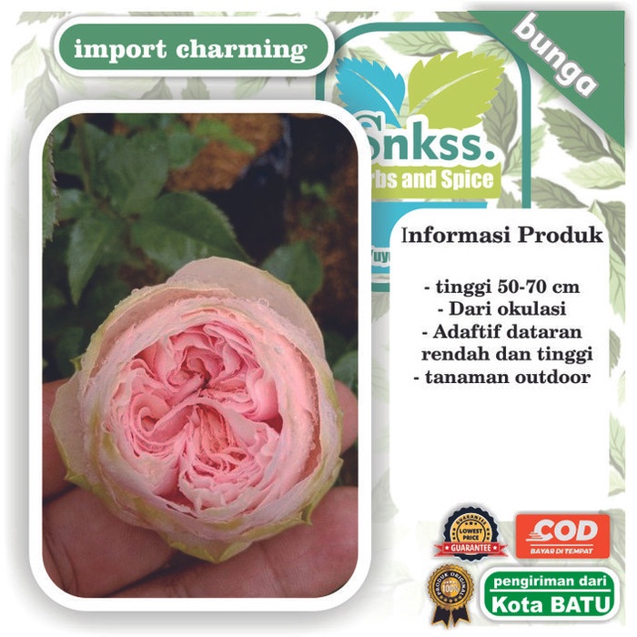 Mawar import Charming piano