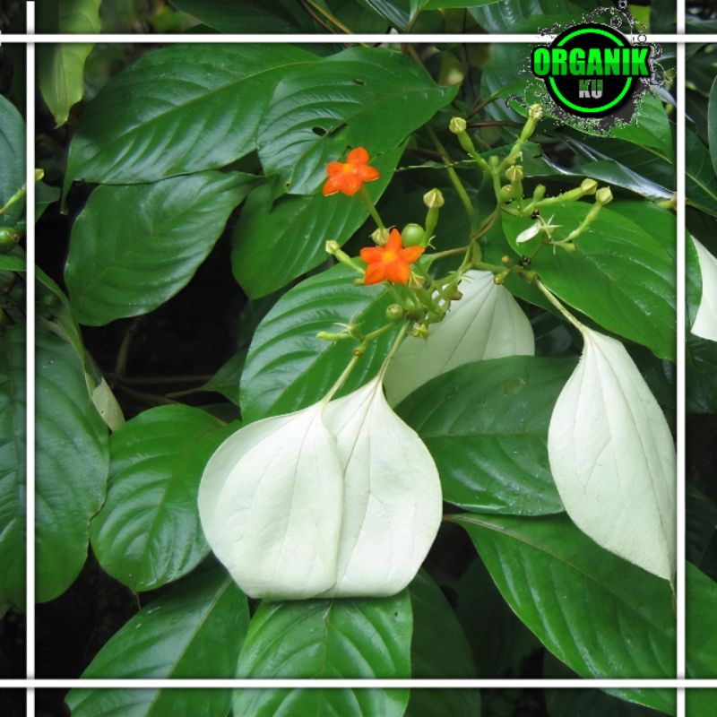

daun kingkilaban hijau segar 500 gram