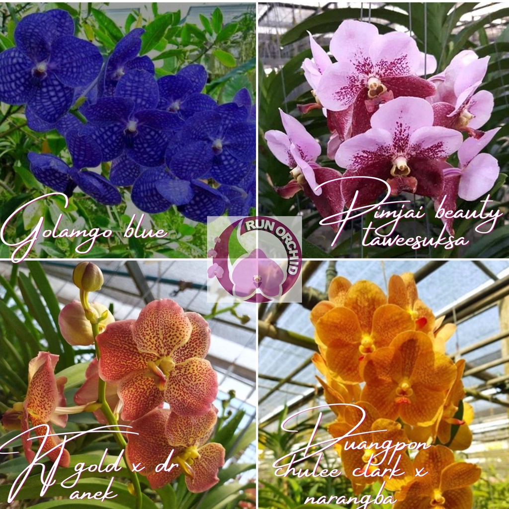 Anggrek Vanda Dewasa Siap Bunga Dan Pasca Bunga