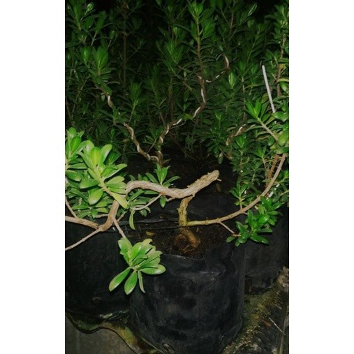 Terlaris Bibit Tanaman Pohon Santigi Bahan Bonsai Setigi Jenis Mawar Super
