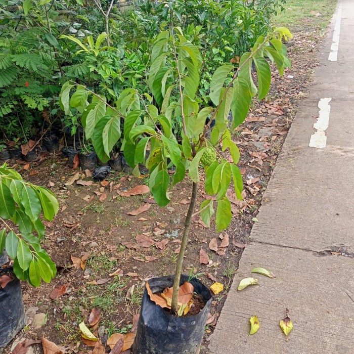 BIBIT POHON BUAH SRIKAYA BESAR - POHON BUAH SRIKAYA BESAR JUMBO