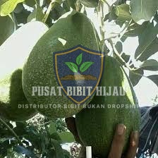 Bibit Alpukat Markus Unggul Cepat Berbuah Lebat