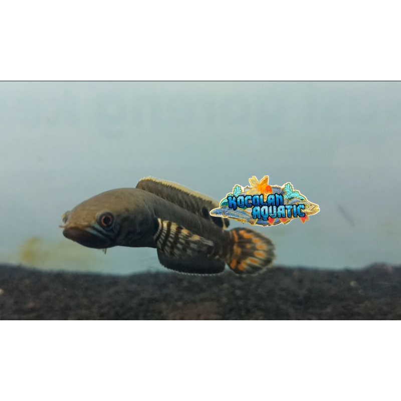 channa bleheri 8-10cm