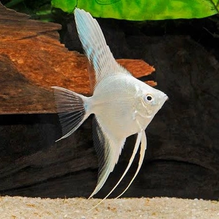 Manfish