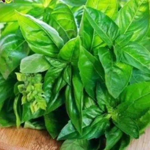 

Sayur Segar Daun Kemangi / Domestic Lemon Basil Leaves 1 ikat 50gr