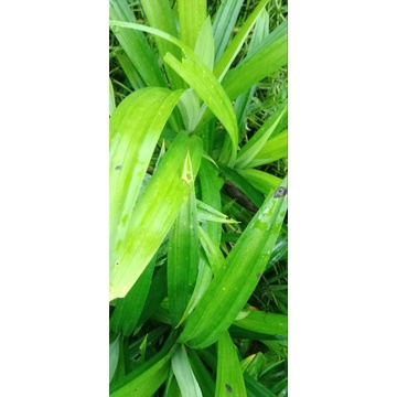 

daun pandan fres segar /15 lembar