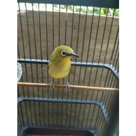 Burung Pleci Pacitan Voer