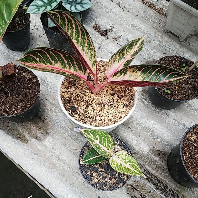 Tanaman hias aglonema red sumatra dan mutiara alba