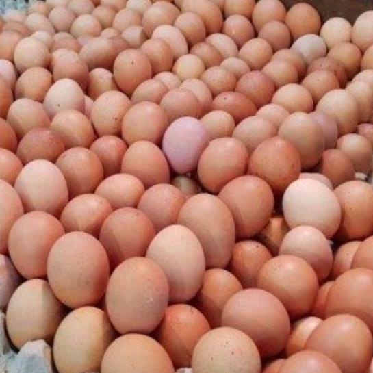 

Promo besarR7d7C TELUR AYAM NEGERI 1KG FRESH