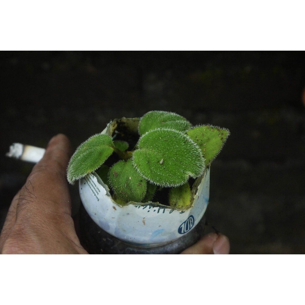 HOmalomena bulu sumatera