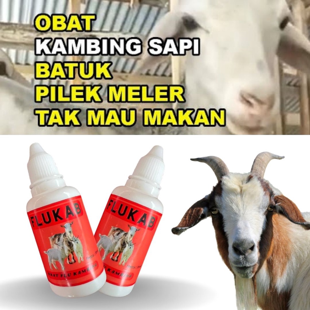 Obat Batuk Kambing - Obat Pilek Kambing - Obat Pneumonia Ternak Hewan FEZONE