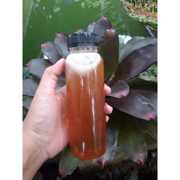 

MADU KLANCENG/TRIGONA 250 ML