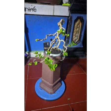 bonsai mame sancang