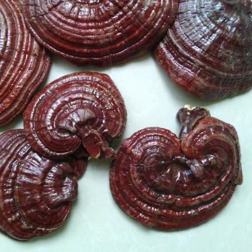 

☊ r Lingzhi Asli 500gr / r Ling zhi Asli ✥