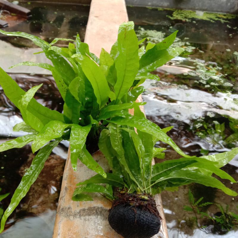 Kadaka Java Fern Media Wabikusa Tanaman Aquascape Low Co2