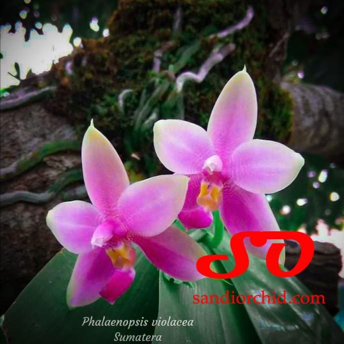 Terlaris Phalaenopsis Violacea "Mentawai"