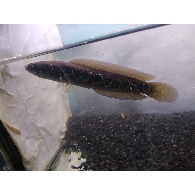 asiatica ws full dot size 13-15cm