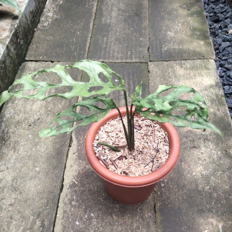 philodendron janda bolong obliqua