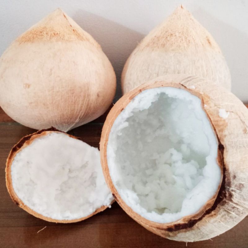 

kelapa kopyor murah dan bergaransi ukuran 57-58 CM