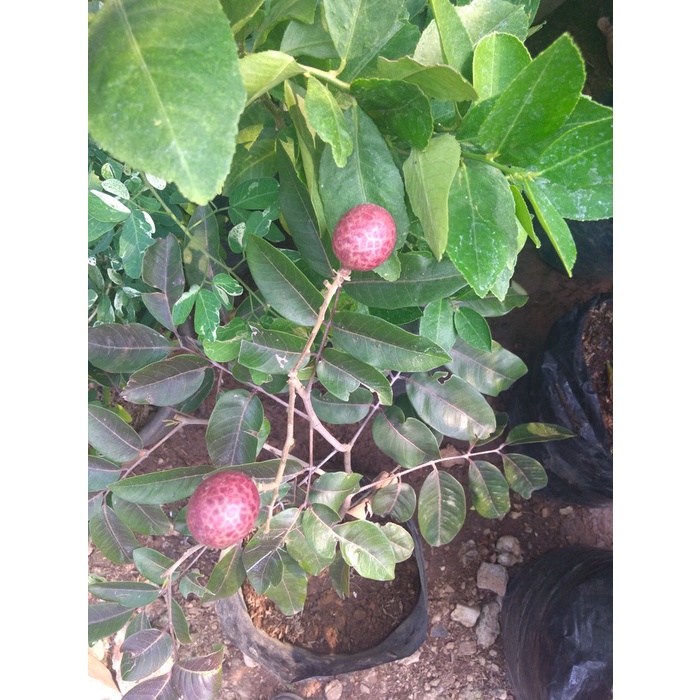 BIBIT TANAMAN BUAH - KELENGKENG MERAH (SUDAH BERBUAH)