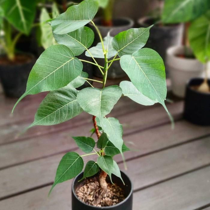Terlaris Bibit Pohon Bodhi Tree (Ficus Religiosa)
